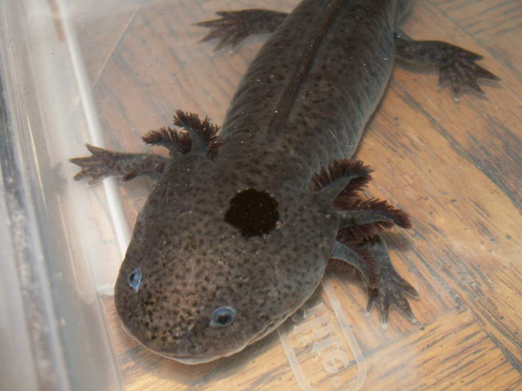 Axolotls2 002