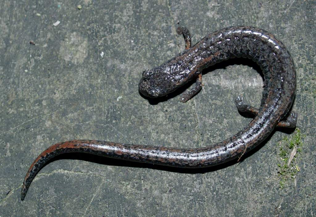 B.attenuatus