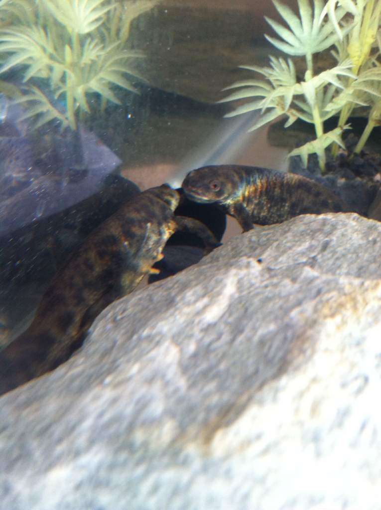 Babies talking to each other. This was when mommy was out of tank. I don't think they knew what to do lol