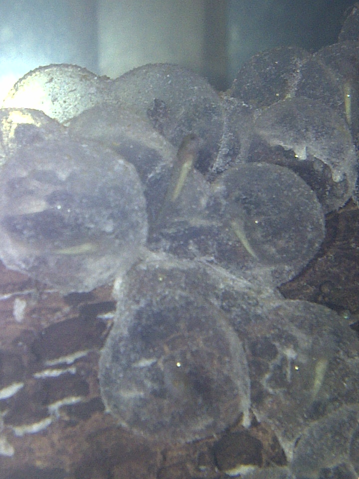 Baby axolotl hatching.