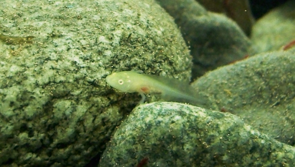 Baby Axolotl - what kind? Not really an albino because the eyes aren't red. Is this a golden maybe?