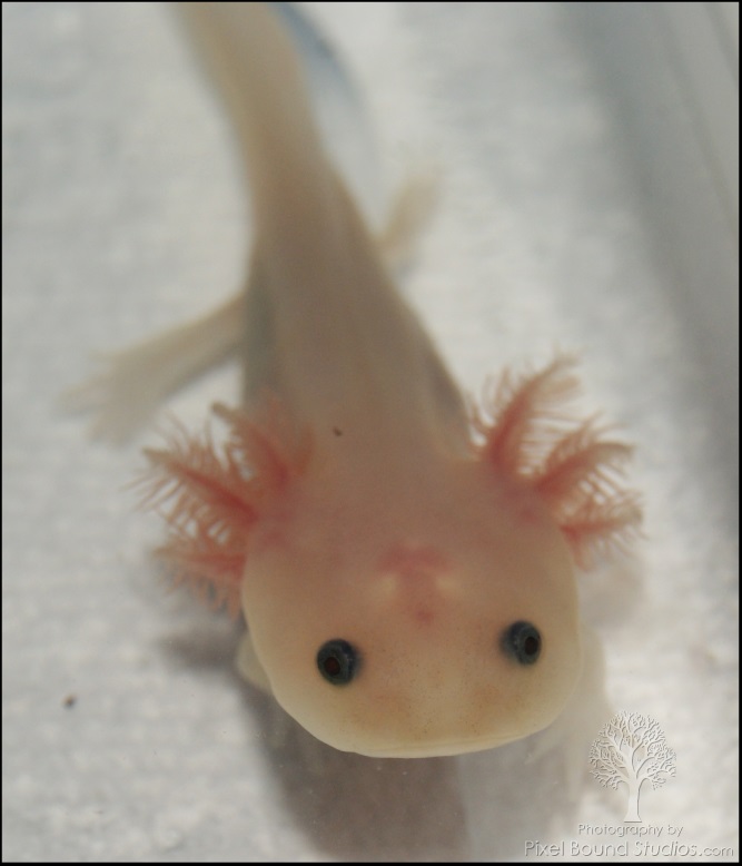 Baby Axolotl