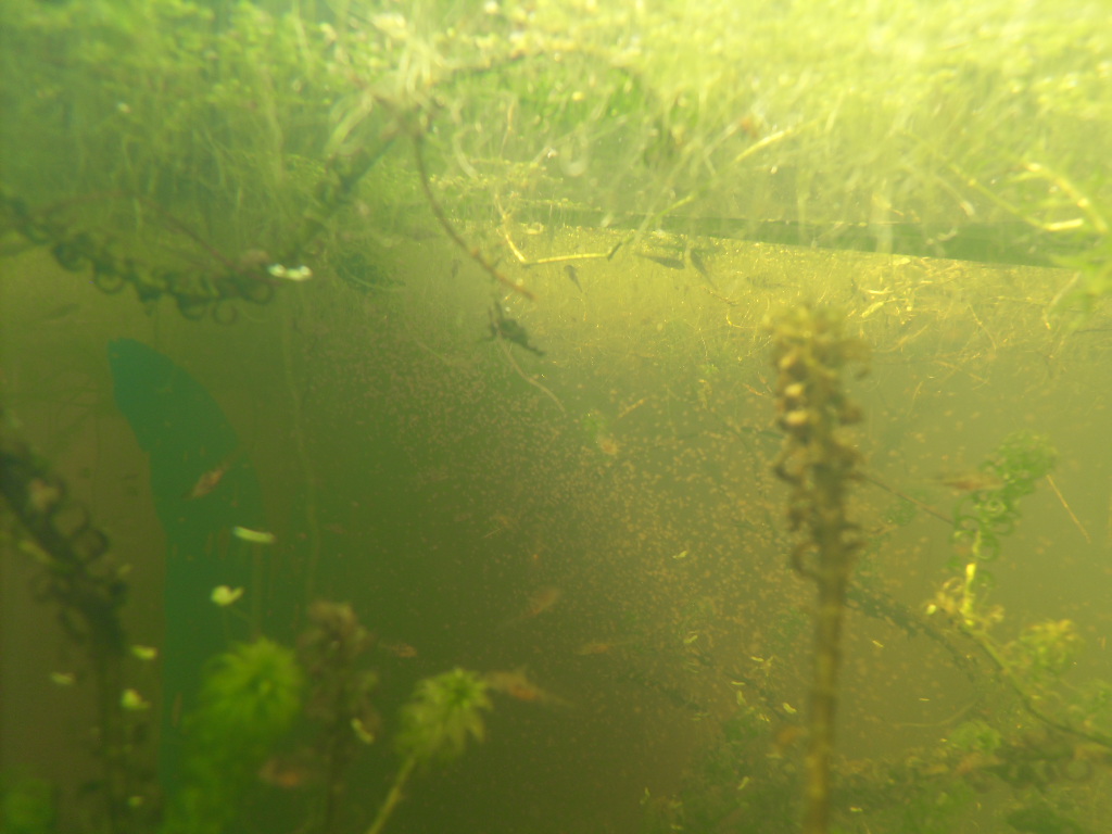 baby axolotls 020