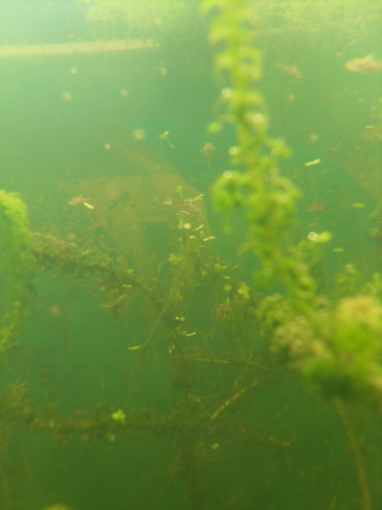 baby axolotls  in pond tank 076