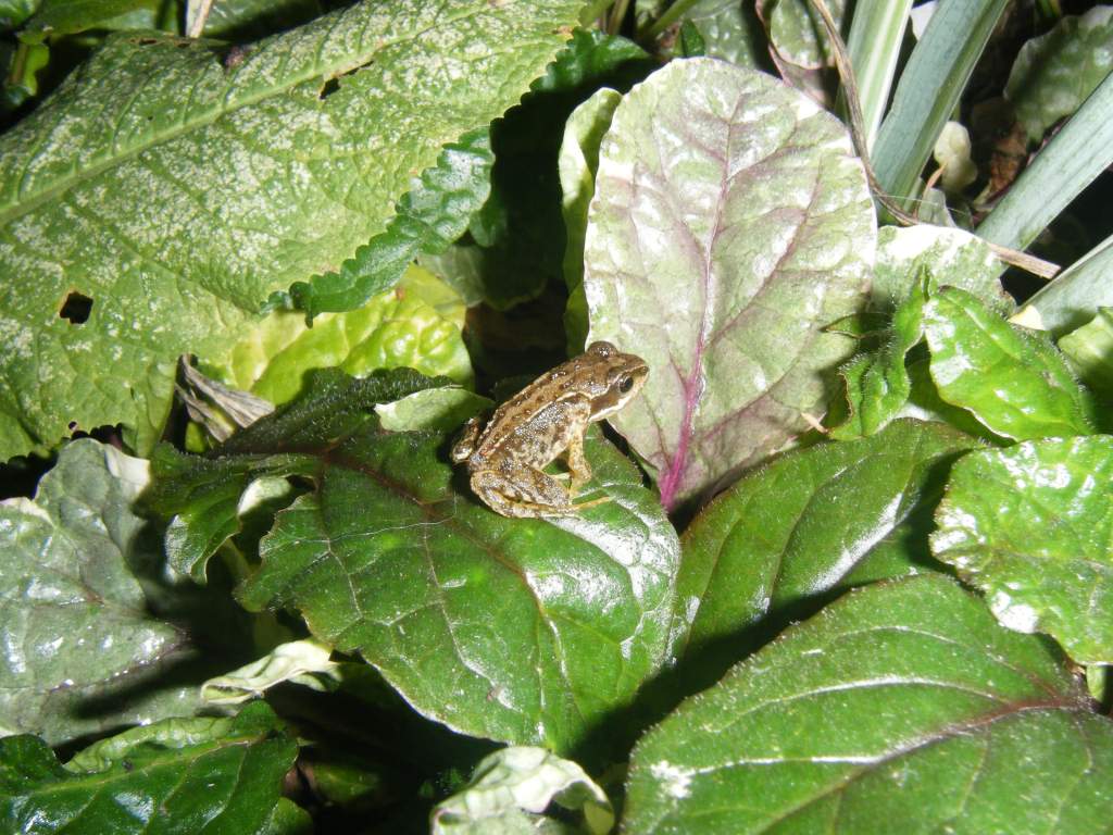 baby common frog from my pond