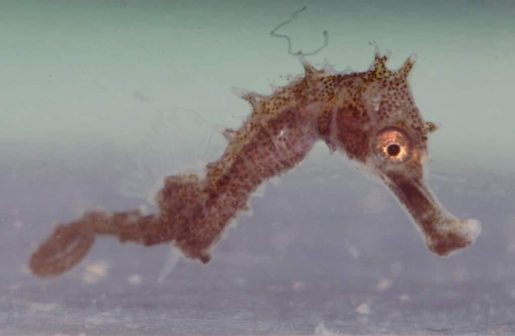 baby erectus closeup (7 days old - about 1/4 inch long)