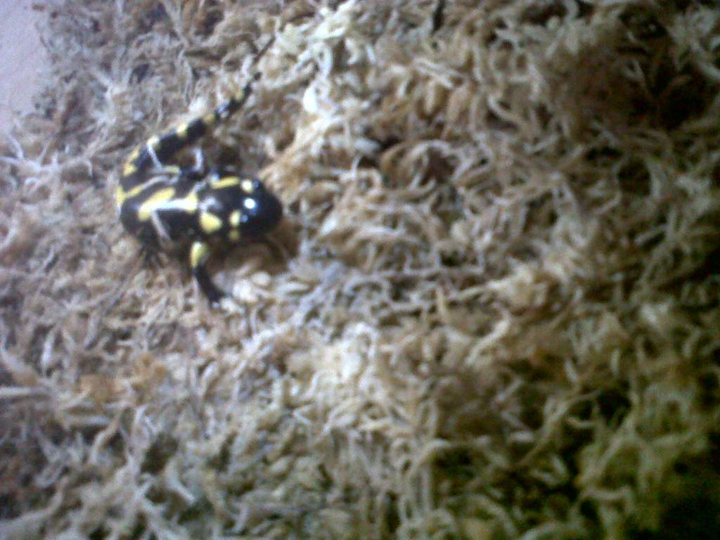 Baby Fire Salamader2