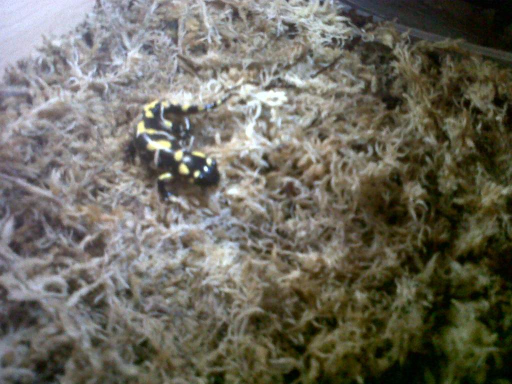 Baby Fire Salamander1