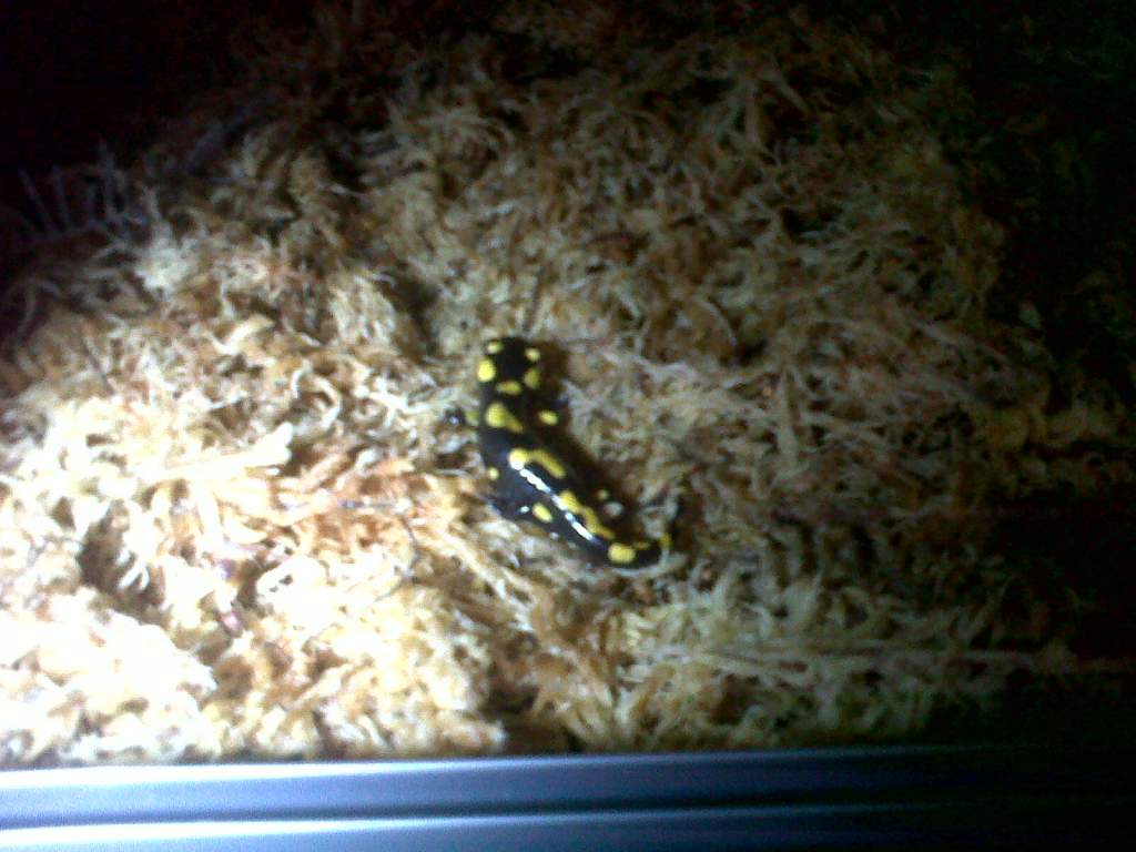 Baby Fire Salamander3