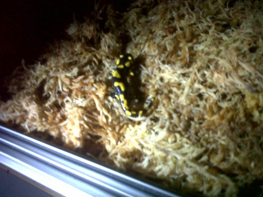 Baby Fire Salamander4