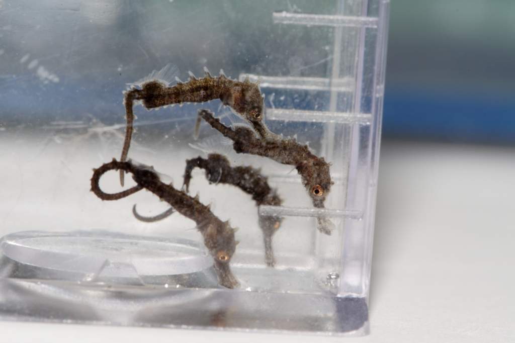 Baby H. erectus - one week old. They've doubled in size in the last week, but they're still so tiny! I put them in the test tube from my water testing