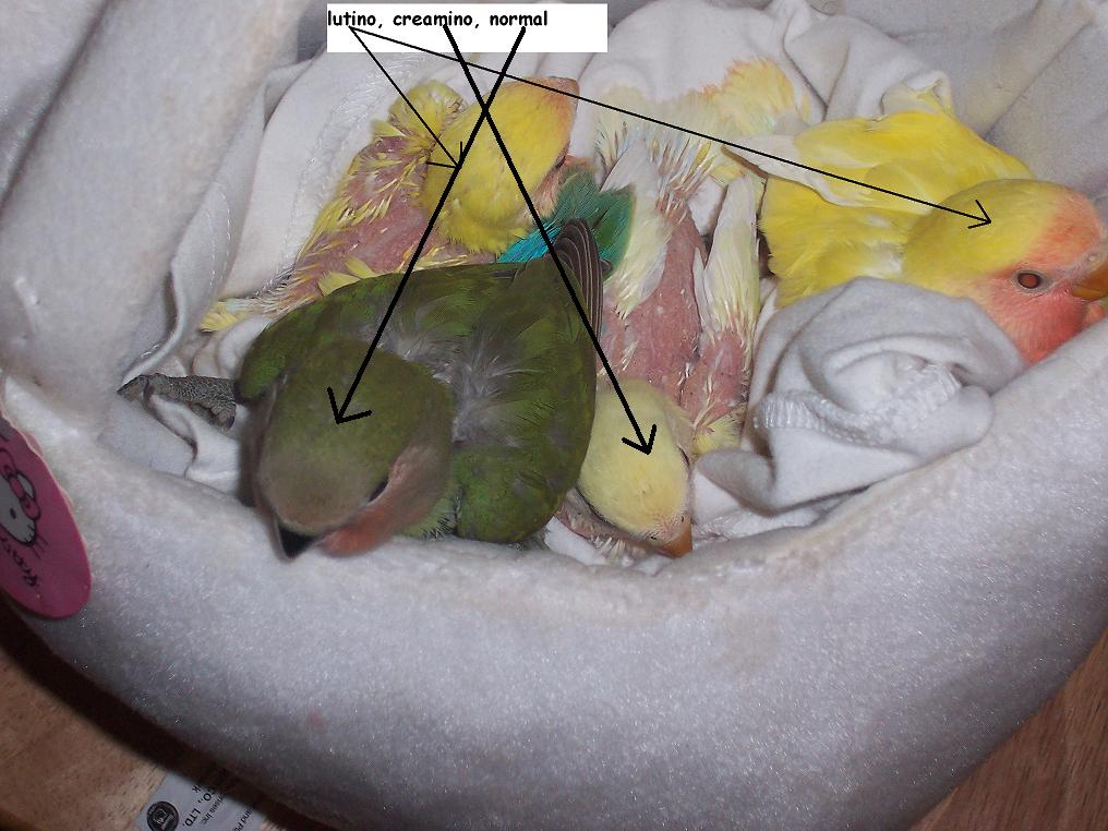 Baby lovies labeled