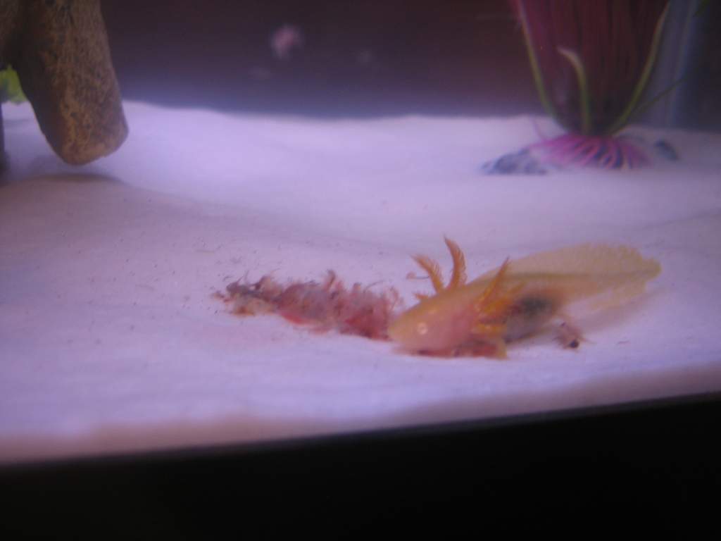 Baby picture of Pokey, my male golden albino. Eatin' some brine shrimps.