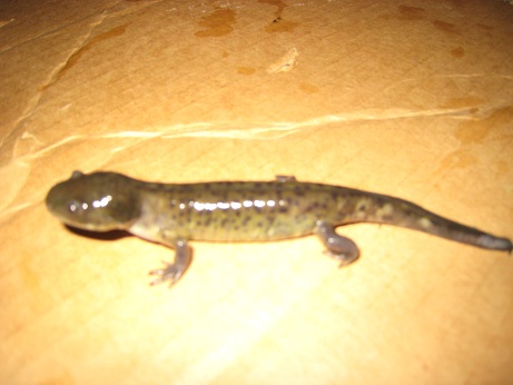 Baby Salamander