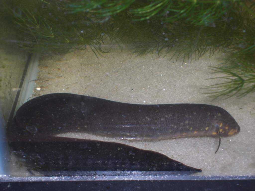 Baby South American Lungfish before it decided to commit suicide