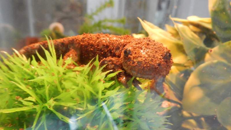 Back when Muffin was a larvae, he would push around this floating bush with his nose. Now he will sit on top of it and stare at me hahaha.