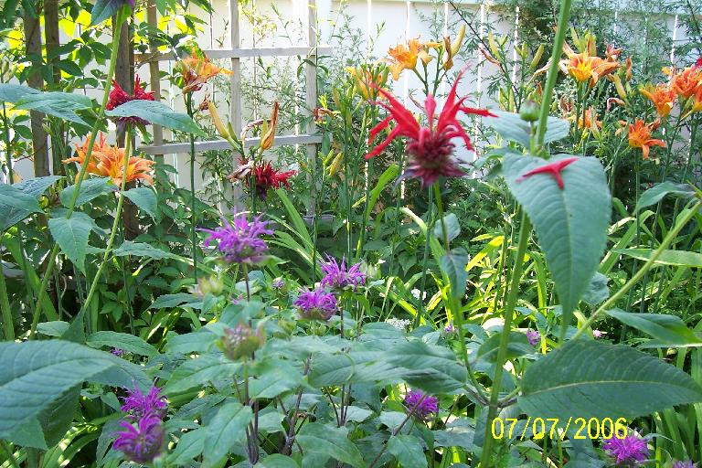 Backyard Lilies