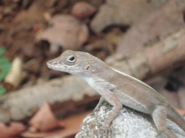 Bahamian Anole (female)- Virgin Islands