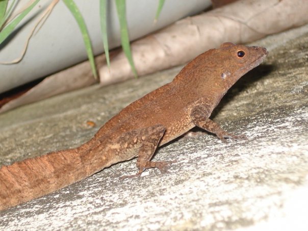 Bahamian Anole (male)- Virgin Islands