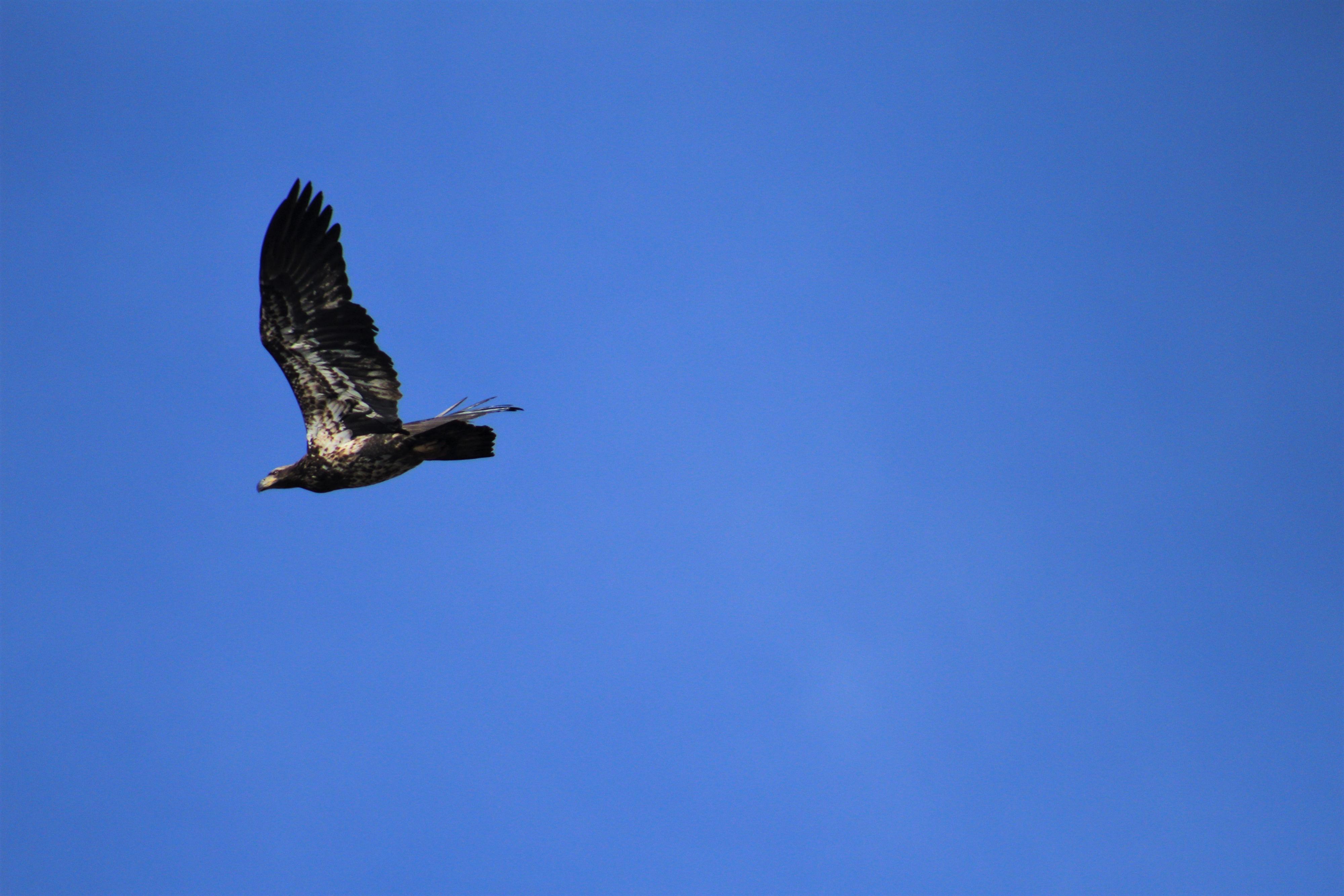 Bald eagle (Immature)