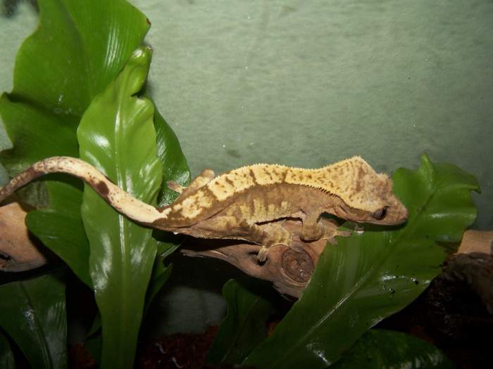 Banana is a female moaca and cream harlequin morf crested gecko.