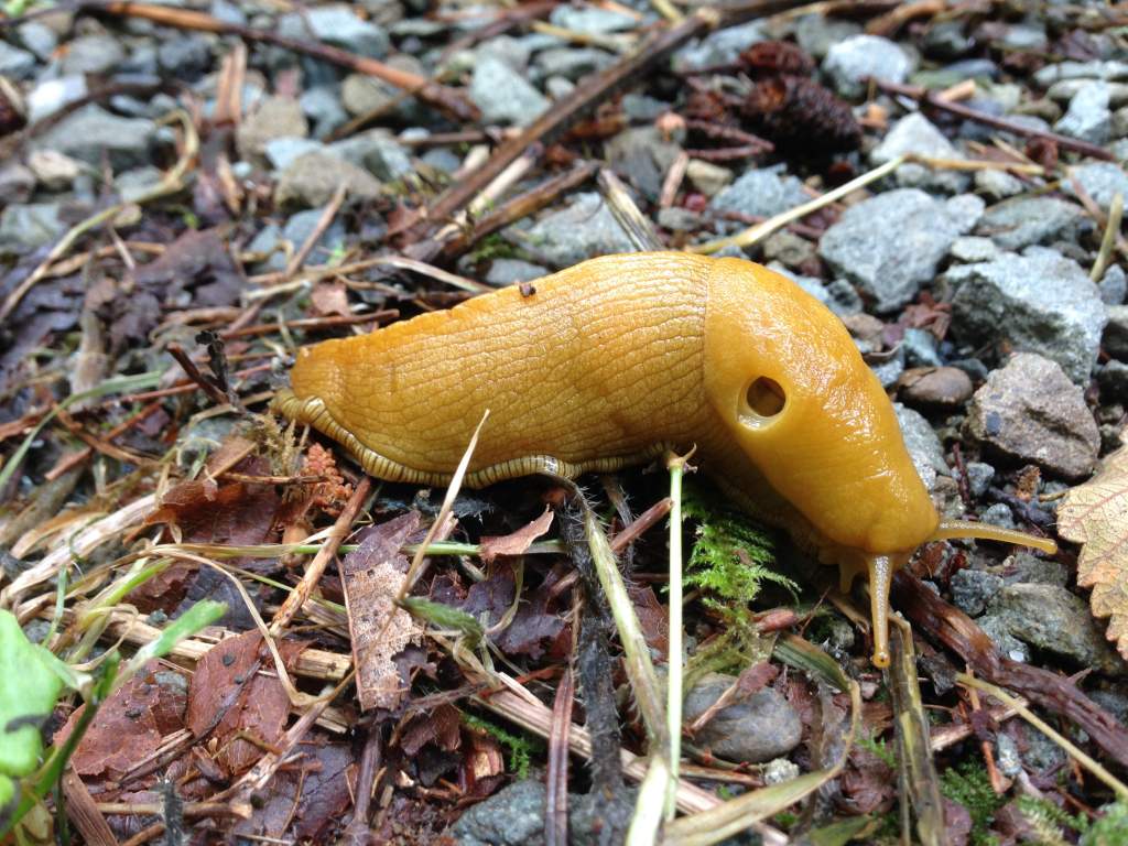 banana slug (Dicamp. food)