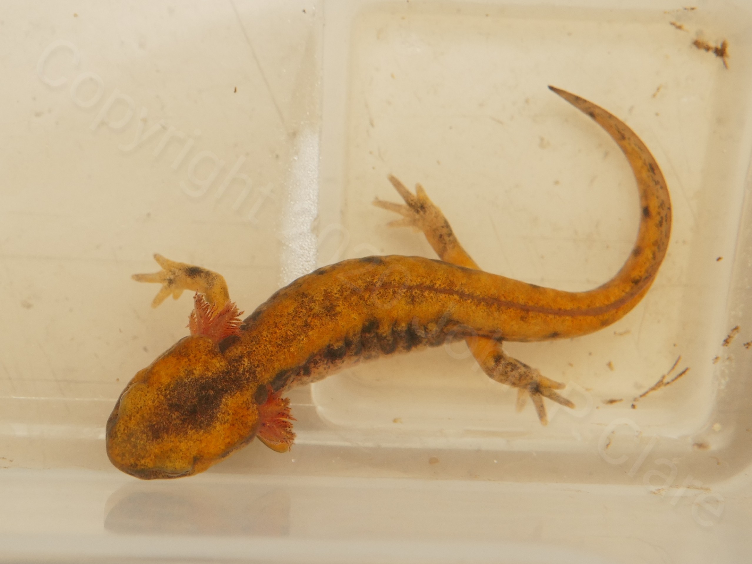 Banded Fire Salamander near metamorphosis