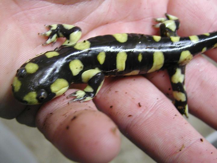 Barred Tiger Salamander (Ambystoma t. mavortium)