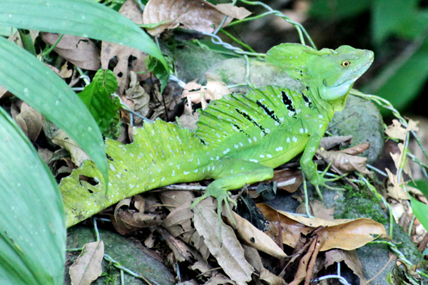 Basiliscus plumifrons - Green Basilisk