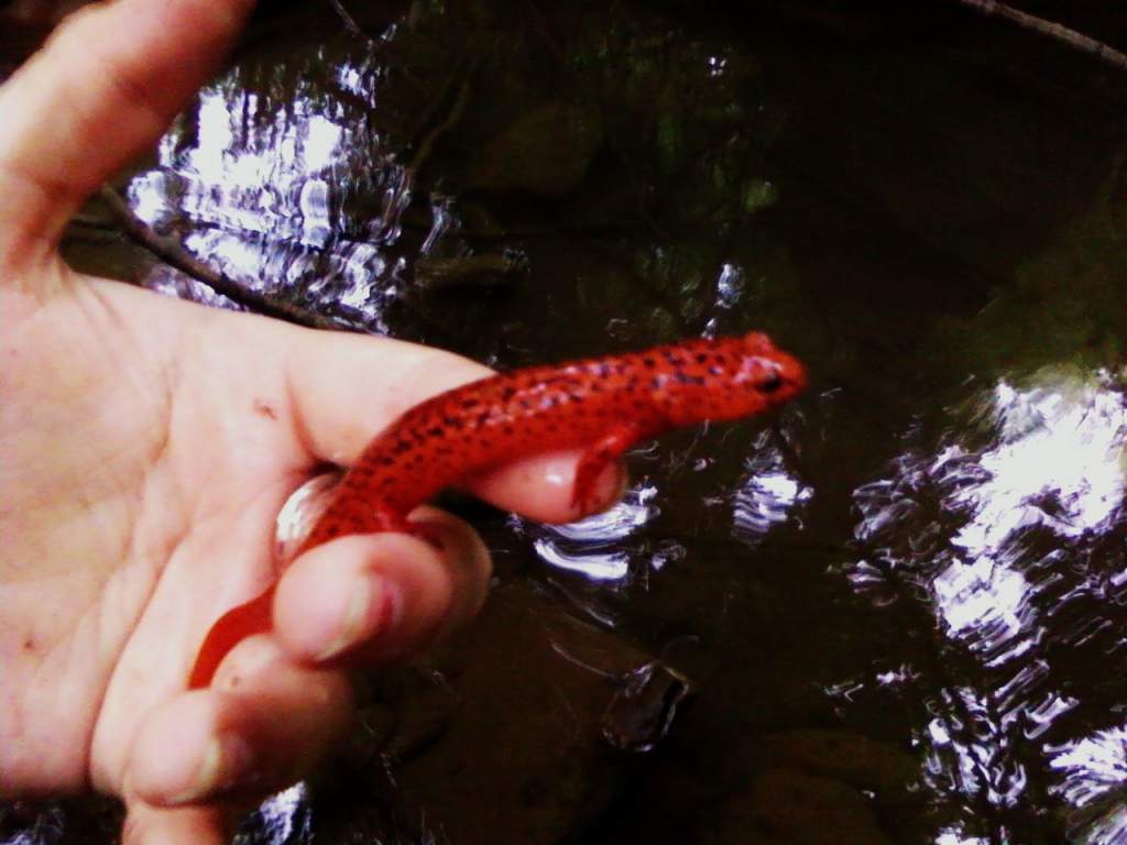 Beautiful Red? sal I found one day!