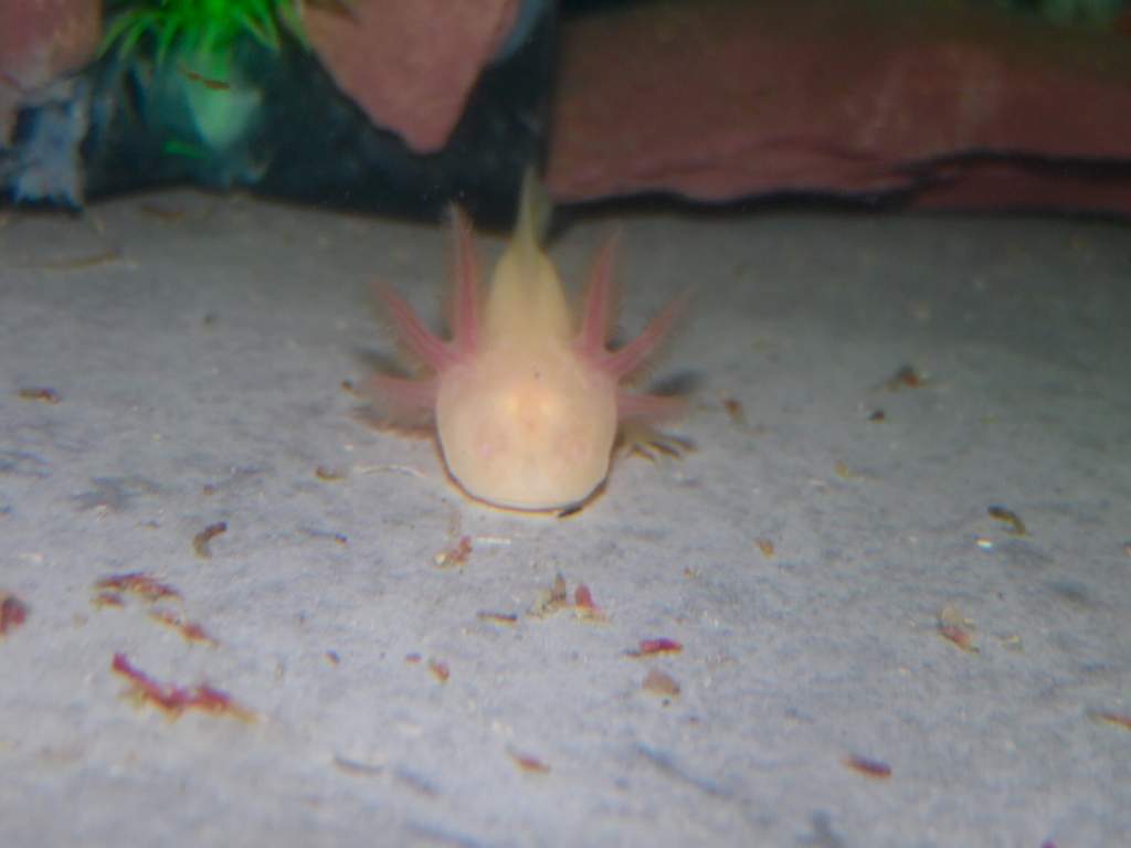 Been waiting for this beauty for a while inchabod the Albino axolotl