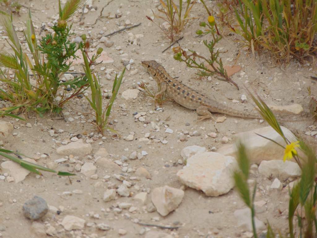 Be'er sheva fringe-toed lizard. A critically endangered species, so I am not going to say the location of the animal