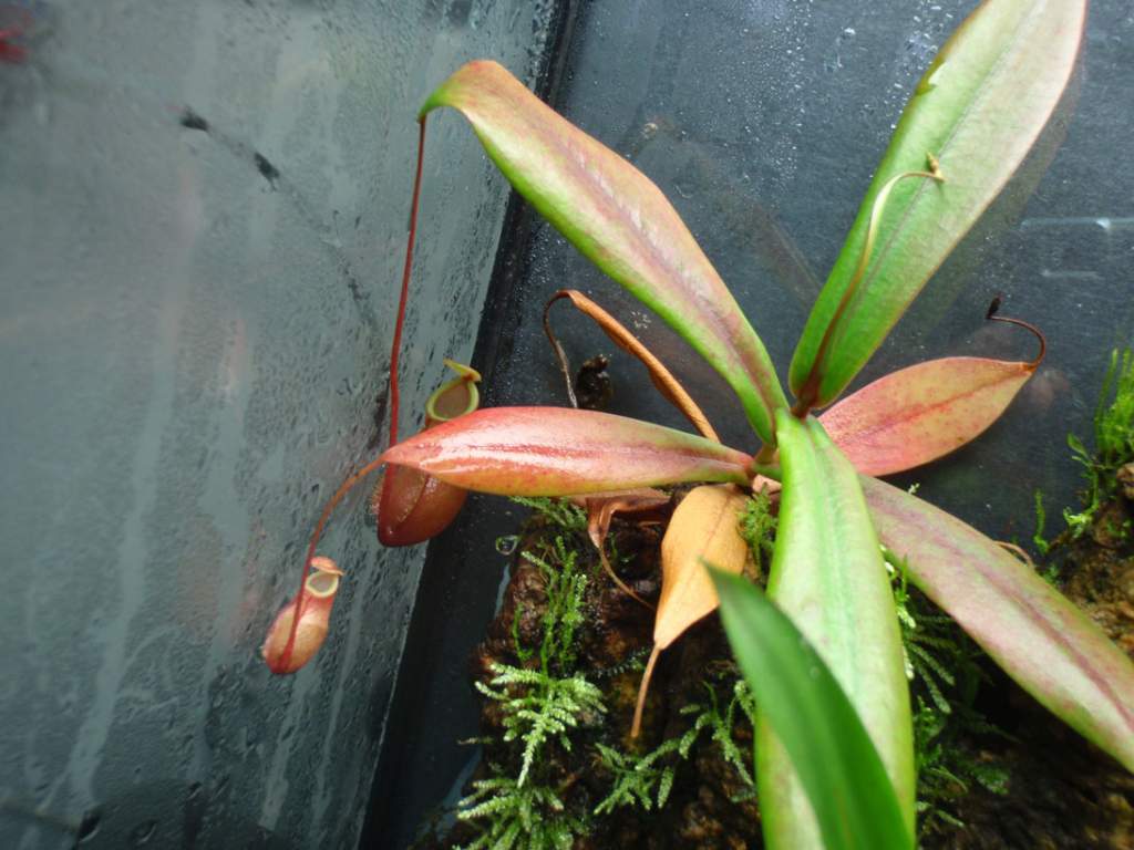 Bellii Pitcher Plant