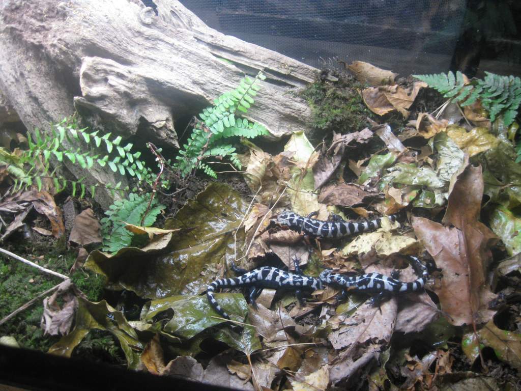 Better pic of the Marbled salamander tank.