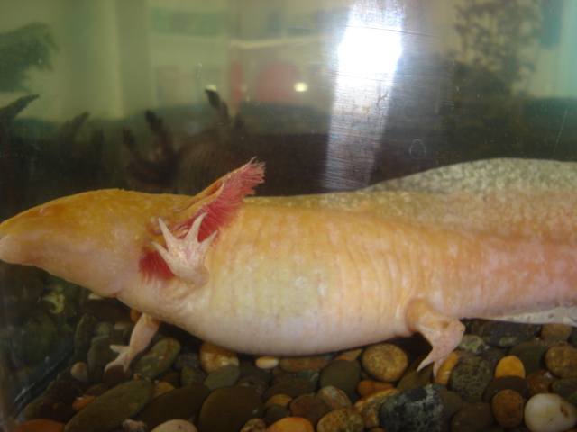 big axolotl 001