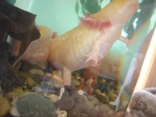 big axolotl 010