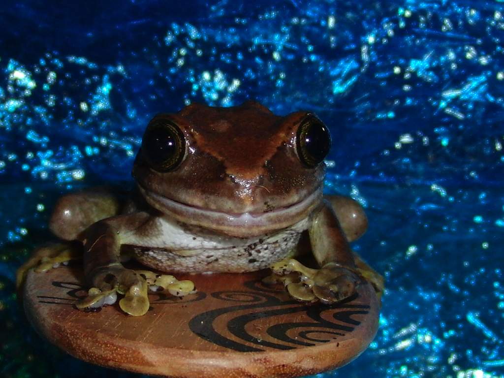 big eyed tree frog