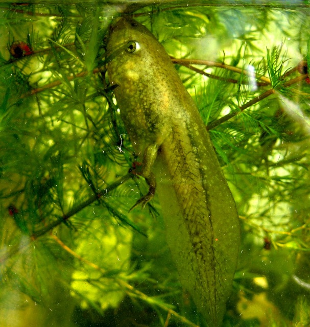 Big tadpole