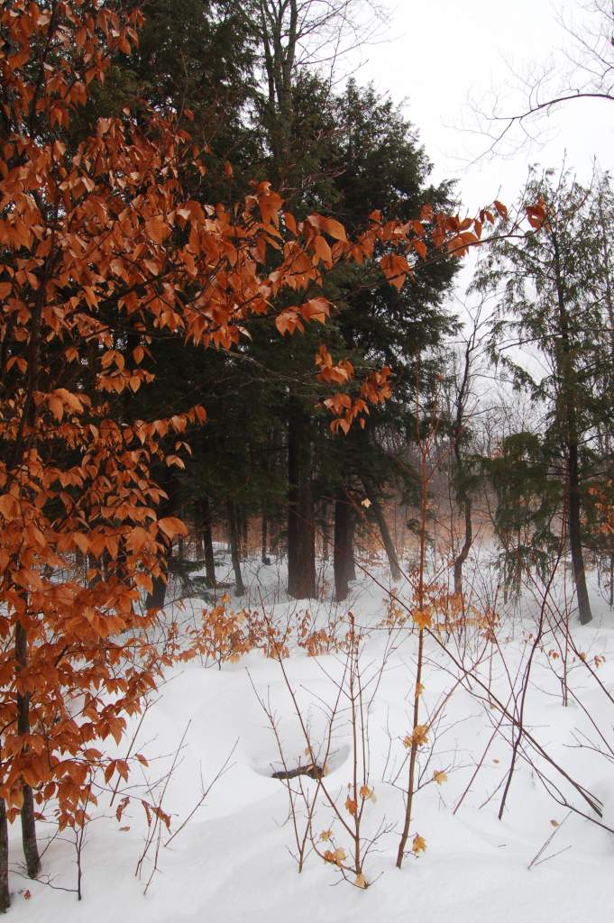 Birch trees with evergreens in the back.