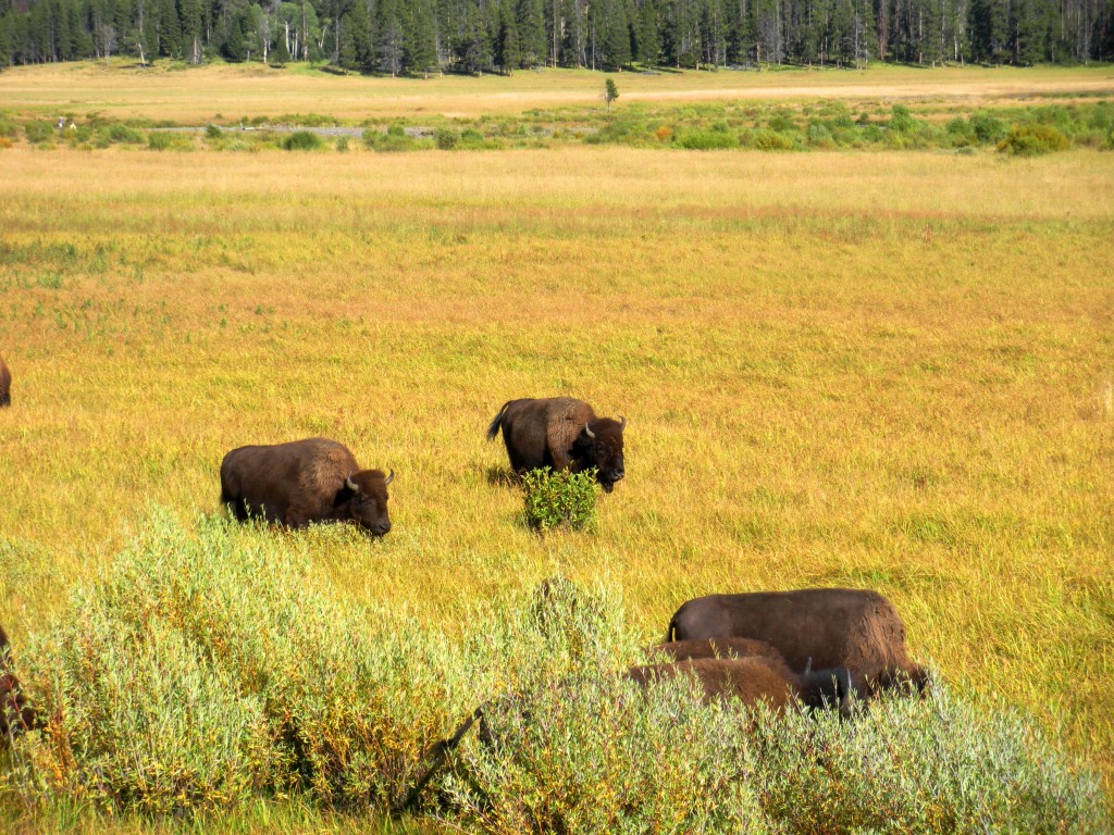 Bison