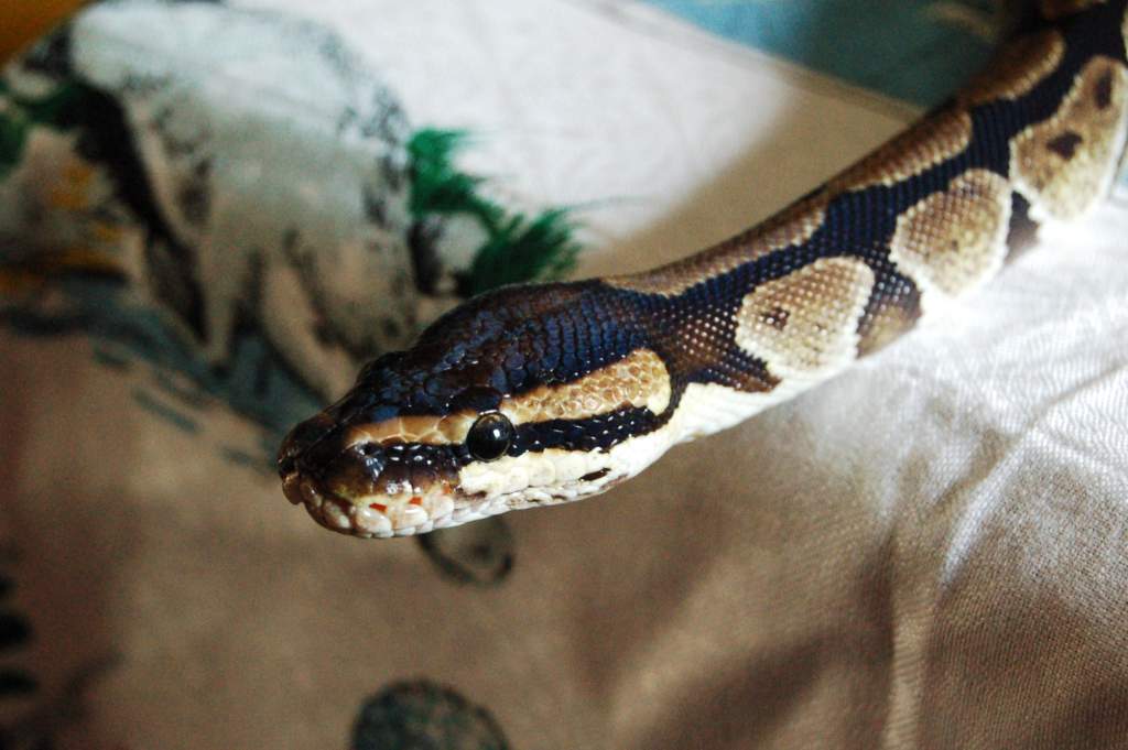 Bitely, the famously sweet-tempered python