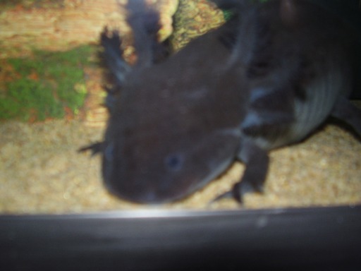 Black axolotl