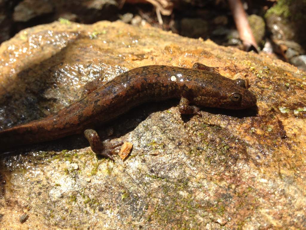 Black-bellied Salamander (Desmognathus quadramaculatus)