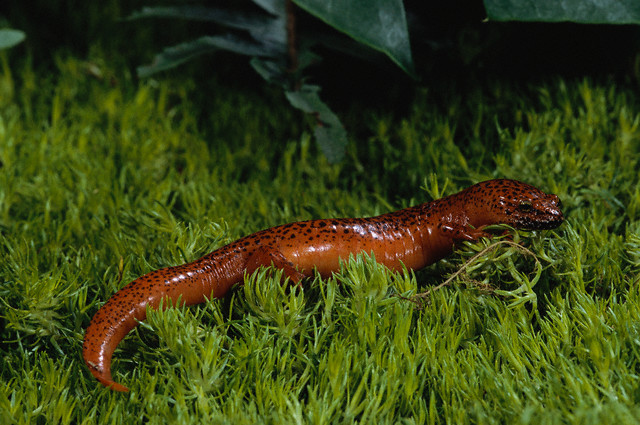 Black-chinned Red Salamander: 2