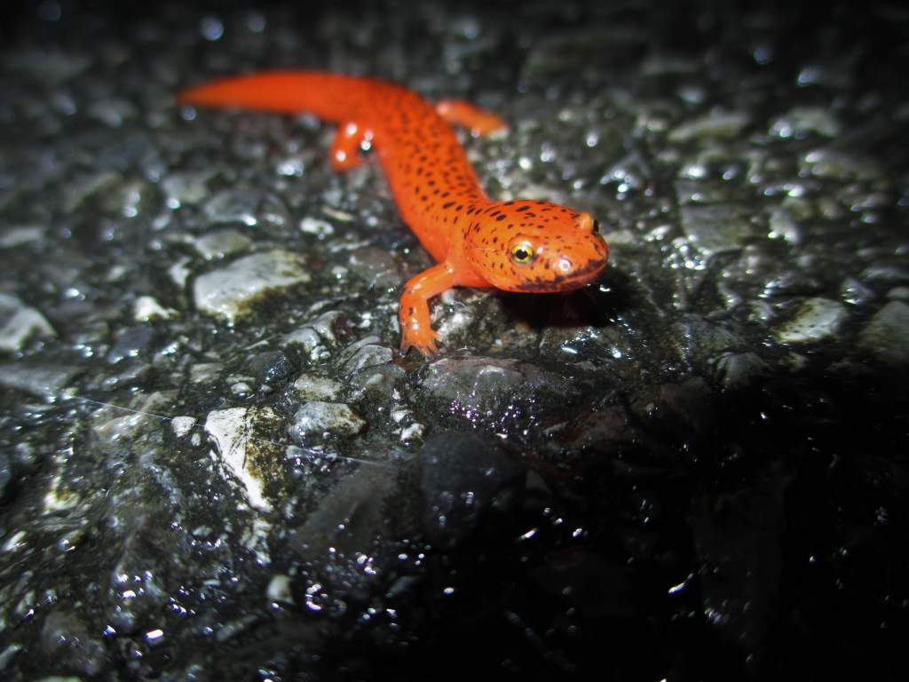 black-chinned red salamander (Pseudotriton ruber schencki)