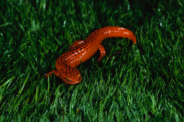 Black-chinned Red Salamander