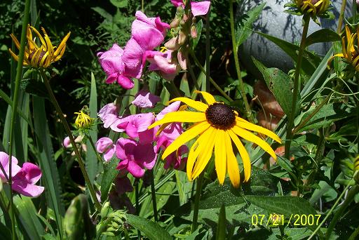 Black-eyed susan and wild peas