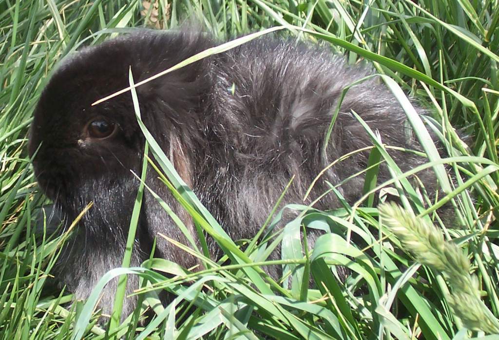 black fuzzy lop bunny