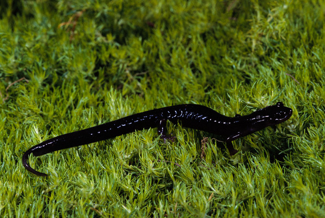 Black Lungless Salamander