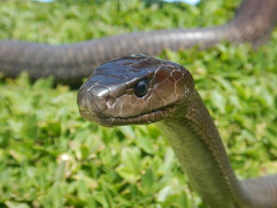 Black mamba